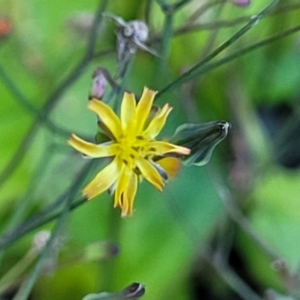 Youngia japonica at Coffs Harbour, NSW - 5 Jul 2023