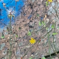 Youngia japonica at Coffs Harbour, NSW - 5 Jul 2023 11:39 AM