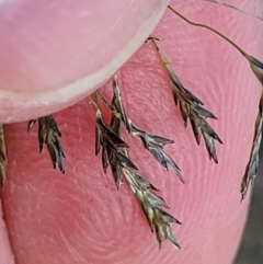 Eragrostis tenuifolia at Coffs Harbour, NSW - 5 Jul 2023