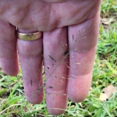 Eragrostis tenuifolia at Coffs Harbour, NSW - 5 Jul 2023