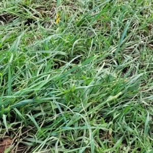 Eragrostis tenuifolia at Coffs Harbour, NSW - 5 Jul 2023