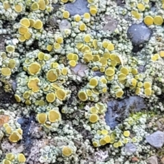 Unidentified Lichen at Coffs Harbour, NSW - 5 Jul 2023 by trevorpreston