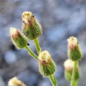 Erigeron bonariensis at Coffs Harbour, NSW - 5 Jul 2023 11:56 AM