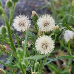 Erigeron bonariensis at Coffs Harbour, NSW - 5 Jul 2023 11:56 AM