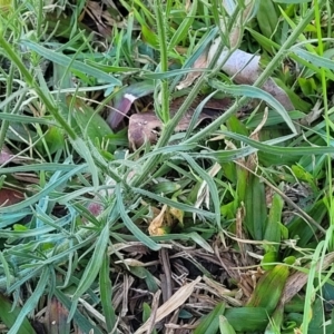 Erigeron bonariensis at Coffs Harbour, NSW - 5 Jul 2023 11:56 AM