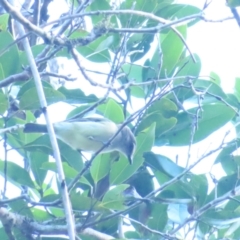 Pachycephala simplex (Grey Whistler) at Daintree National Park - 29 Jun 2023 by BenW