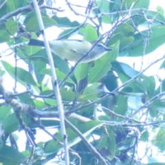 Pachycephala simplex at Cape Tribulation, QLD - 29 Jun 2023 04:01 PM