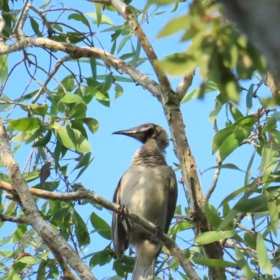 Philemon buceroides (Helmeted Friarbird) at Port Douglas, QLD - 25 Jun 2023 by BenW
