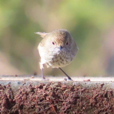 Acanthiza pusilla (Brown Thornbill) at QPRC LGA - 29 Jun 2023 by MatthewFrawley