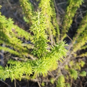 Cassinia aculeata subsp. aculeata at Weetangera, ACT - 1 Jul 2023 02:48 PM