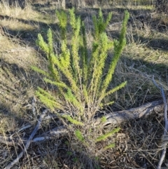 Cassinia aculeata subsp. aculeata at Weetangera, ACT - 1 Jul 2023 02:48 PM