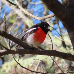 Petroica boodang (Scarlet Robin) at QPRC LGA - 29 Jun 2023 by MatthewFrawley