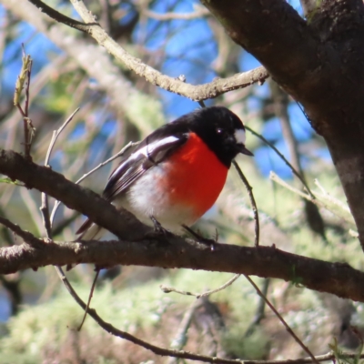 Petroica boodang (Scarlet Robin) at QPRC LGA - 29 Jun 2023 by MatthewFrawley