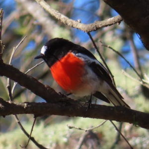 Petroica boodang at Reidsdale, NSW - 29 Jun 2023