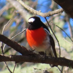 Petroica boodang at Reidsdale, NSW - 29 Jun 2023