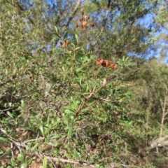 Bursaria spinosa at Majors Creek, NSW - 29 Jun 2023