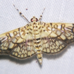 Haritalodes obliqualis (Spilomelinae) at Sheldon, QLD - 1 Apr 2011 by PJH123