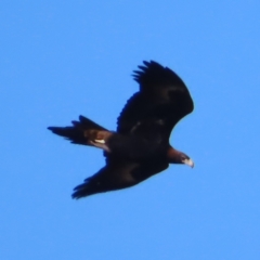 Aquila audax (Wedge-tailed Eagle) at QPRC LGA - 29 Jun 2023 by MatthewFrawley