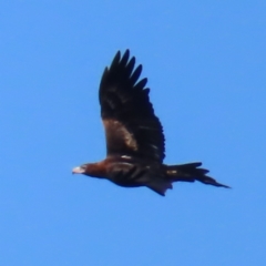 Aquila audax at Majors Creek, NSW - 29 Jun 2023