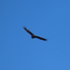 Aquila audax at Majors Creek, NSW - 29 Jun 2023