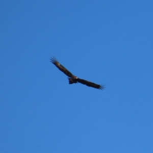 Aquila audax at Majors Creek, NSW - 29 Jun 2023