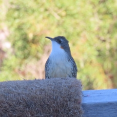 Cormobates leucophaea (White-throated Treecreeper) at QPRC LGA - 29 Jun 2023 by MatthewFrawley