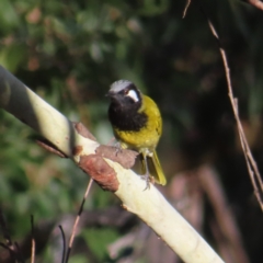 Nesoptilotis leucotis (White-eared Honeyeater) at Majors Creek, NSW - 29 Jun 2023 by MatthewFrawley