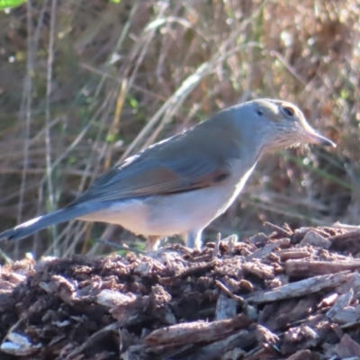 Colluricincla harmonica (Grey Shrikethrush) at QPRC LGA - 29 Jun 2023 by MatthewFrawley