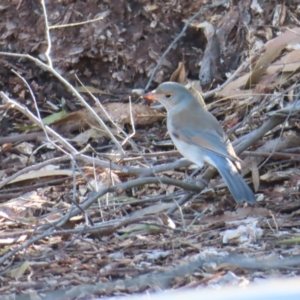 Colluricincla harmonica at Majors Creek, NSW - 29 Jun 2023