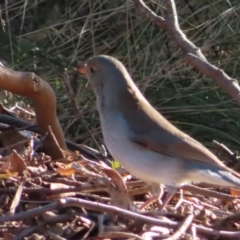 Colluricincla harmonica at Majors Creek, NSW - 29 Jun 2023