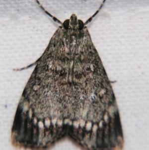 Stericta concisella at Sheldon, QLD - 1 Apr 2011 11:29 PM