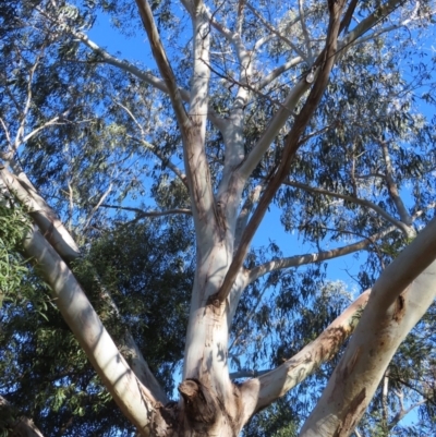 Eucalyptus globulus subsp. maidenii (Maiden's Gum, Blue Gum) at QPRC LGA - 29 Jun 2023 by MatthewFrawley
