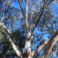 Eucalyptus globulus subsp. maidenii (Maiden's Gum, Blue Gum) at Majors Creek, NSW - 29 Jun 2023 by MatthewFrawley