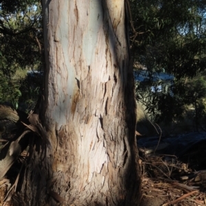 Eucalyptus globulus subsp. maidenii at Majors Creek, NSW - 29 Jun 2023