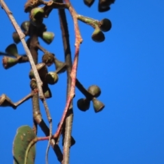 Eucalyptus maidenii at QPRC LGA - 29 Jun 2023 02:23 PM