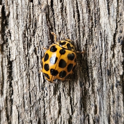 Harmonia conformis (Common Spotted Ladybird) at Braidwood, NSW - 4 Jul 2023 by MatthewFrawley