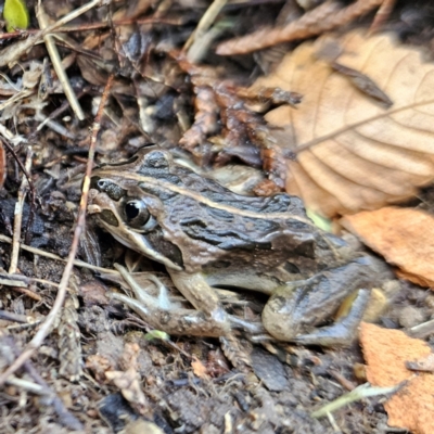 Limnodynastes tasmaniensis (Spotted Grass Frog) at QPRC LGA - 5 Jul 2023 by MatthewFrawley