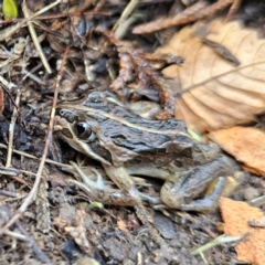 Limnodynastes tasmaniensis (Spotted Grass Frog) at Braidwood, NSW - 5 Jul 2023 by MatthewFrawley