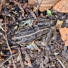 Limnodynastes tasmaniensis at Braidwood, NSW - 5 Jul 2023 11:03 AM