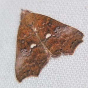 Axiocteta oenoplex at Sheldon, QLD - 1 Apr 2011 11:32 PM
