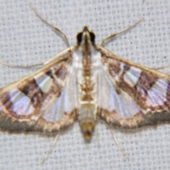 Glyphodes apiospila (Spilomelinae) at Sheldon, QLD - 1 Apr 2011 by PJH123