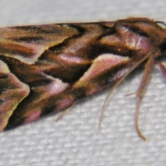 Clytoscopa iorrhoda (Acontiinae) at Sheldon, QLD - 1 Apr 2011 by PJH123