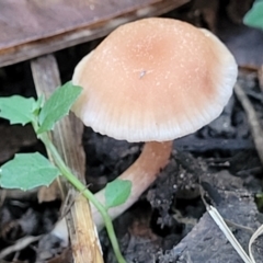 Unverified Cap on a stem; gills below cap [mushrooms or mushroom-like] at Nambucca Heads, NSW - 5 Jul 2023 by trevorpreston
