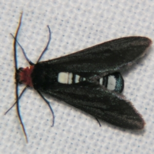 Hestiochora furcata at Sheldon, QLD - suppressed