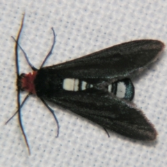 Hestiochora furcata (A zygaenid moth) at Sheldon, QLD - 1 Apr 2011 by PJH123