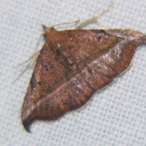 Corgatha ancistrodes at Sheldon, QLD - 1 Apr 2011 11:48 PM