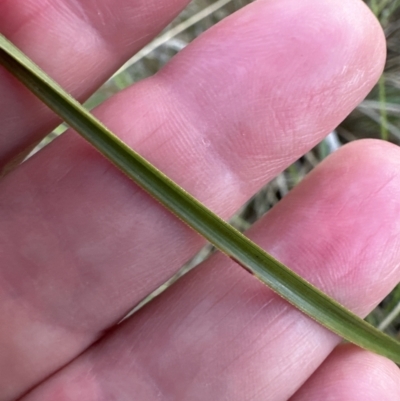 Carex appressa (Tall Sedge) at Yarralumla, ACT - 5 Jul 2023 by lbradley