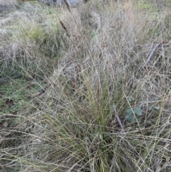 Carex appressa at Molonglo Valley, ACT - 5 Jul 2023