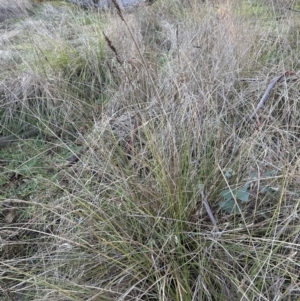 Carex appressa at Yarralumla, ACT - 5 Jul 2023 04:28 PM