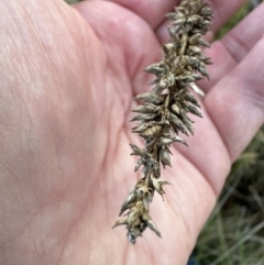 Carex appressa at Yarralumla, ACT - 5 Jul 2023 04:28 PM